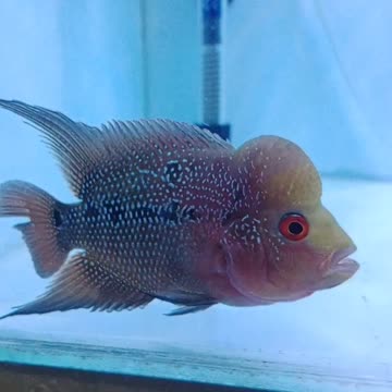 Beautiful flowerhorn fish