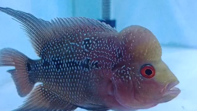 Beautiful flowerhorn fish