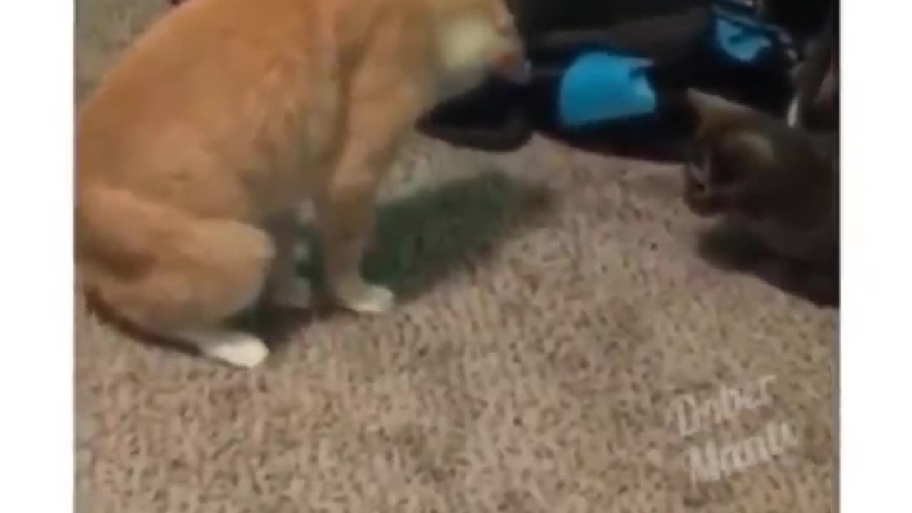 Funniest Animals 🐧 - Best Of The 2020 Funny Animal Videos 😁 - Cutest Animals Ever