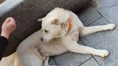 Chic Jindo Dog on the street