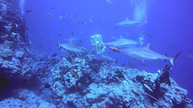 Shark feeding...Australia, Oct. 2018