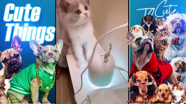Cute baby pet videos! It's time to LAUGH! #2 #Pet #Dogs #Cat