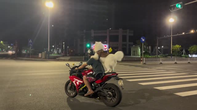 I have a Mosa who loves motorbikes