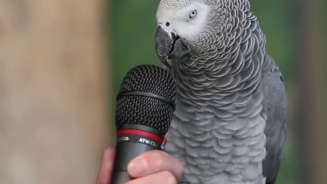 talking parrot knows all the things