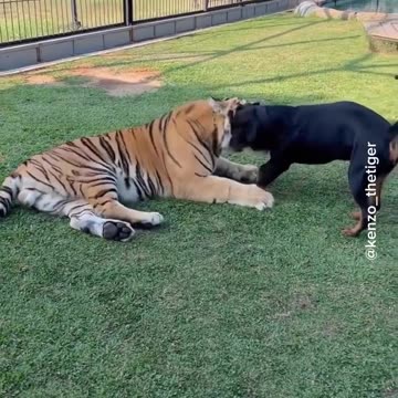 wow!!! the dog chose his friend well 🤩