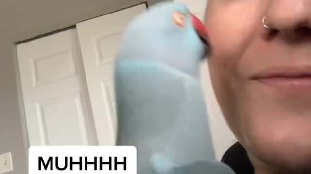 Goodness 👁 thebluechicken thankyoubaby fyp funnypets talkingparrot