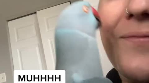 Goodness 👁 thebluechicken thankyoubaby fyp funnypets talkingparrot