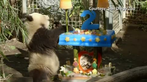 Precious San Diego Zoo panda cub turns two