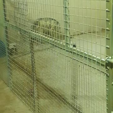 Arabian wolf eating in the zoo