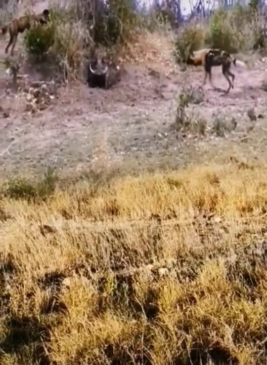 Animal around the world | 2022 #shorts