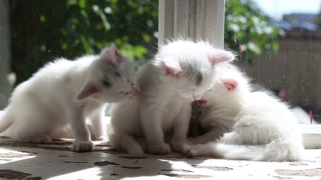 Funny White Kitten Playing