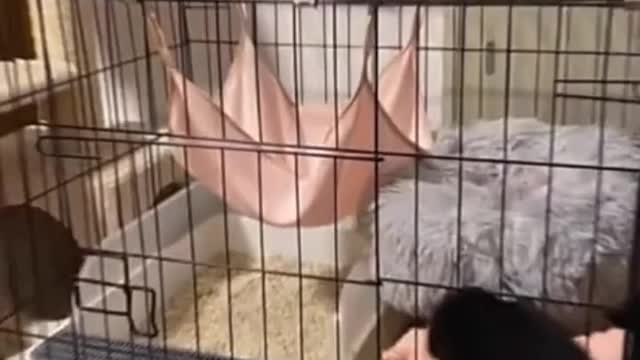 Playful kitten