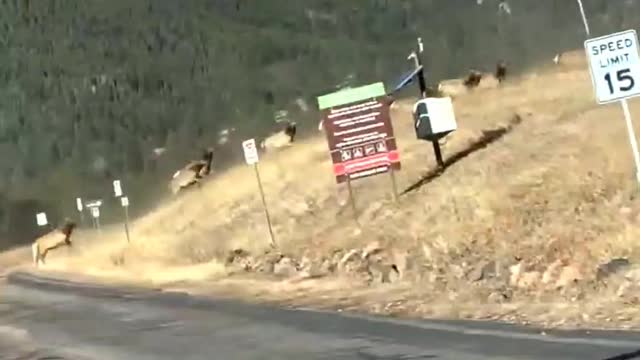 Son Spots Elk Stampede