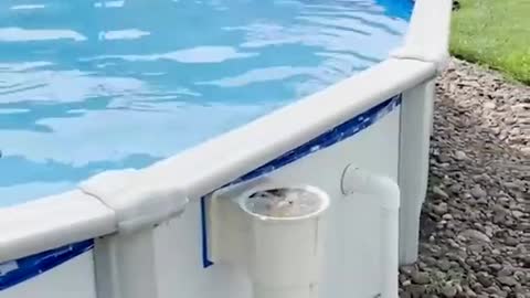 dogs are born to swim