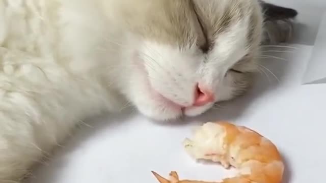 sleeping cat and shrimp 😂😂