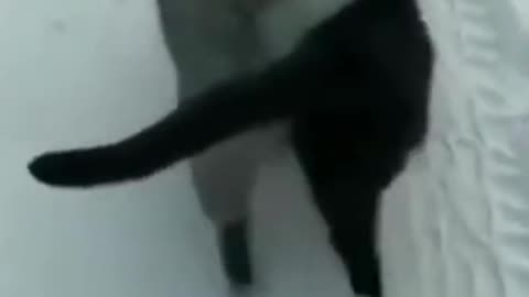 9.cats in love 😅 #shorts