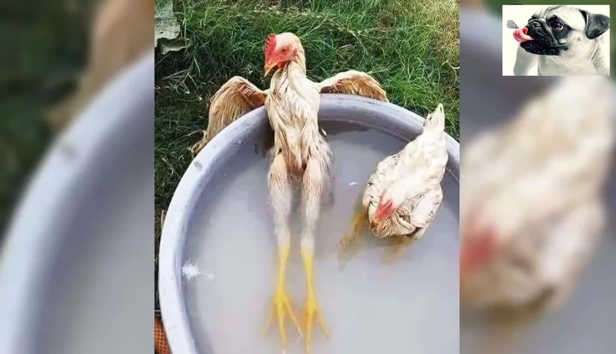 Funny Chicken in the World