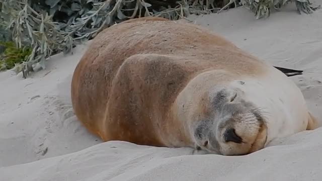 Big seals frolic and sleep with knead