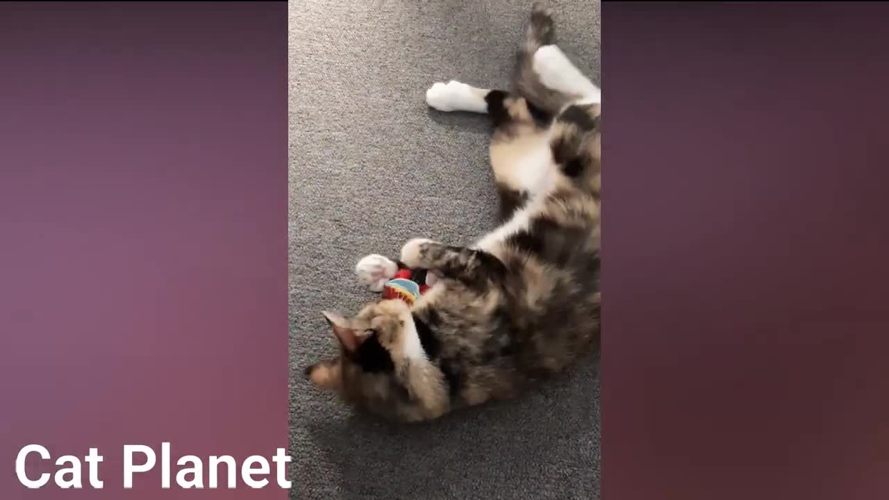 funny cats compilation 21