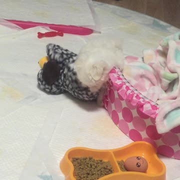 For the puppy to carry a doll that is larger than it