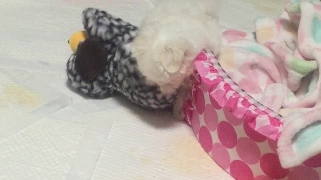 For the puppy to carry a doll that is larger than it