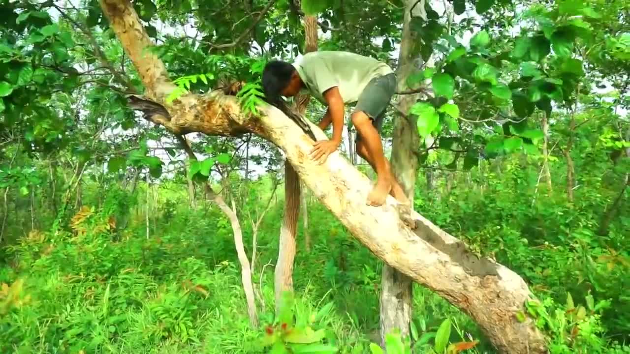 Man finds parrot in a high tree hole- Parrots nest in trees-​ Cut holes to get parrots in the nest_p