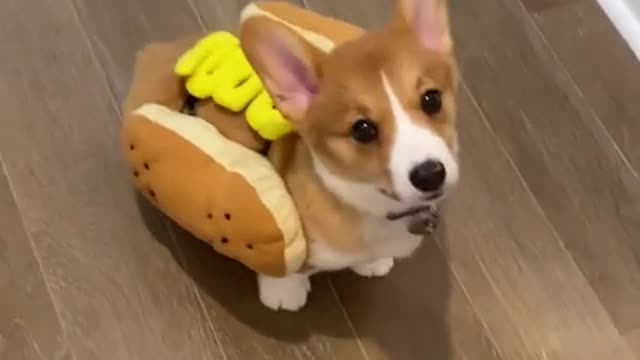 Before Vs After of My Dog