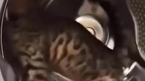 Funniest Cats And Dogs Video 😉😍😍