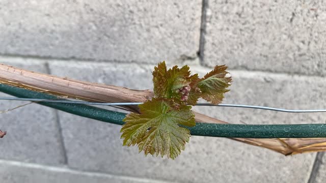 Red flame seedless grapevine leaves