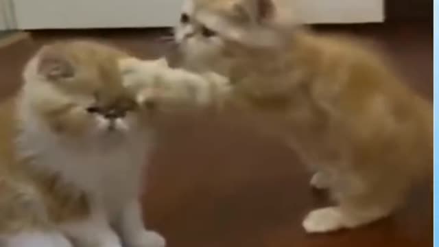 Cute Pets And Funny Animals Compilation_1080p.mp4