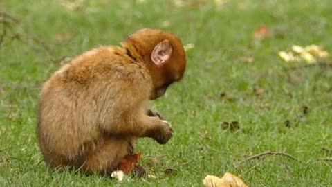 Monkey eating alone in the jungle