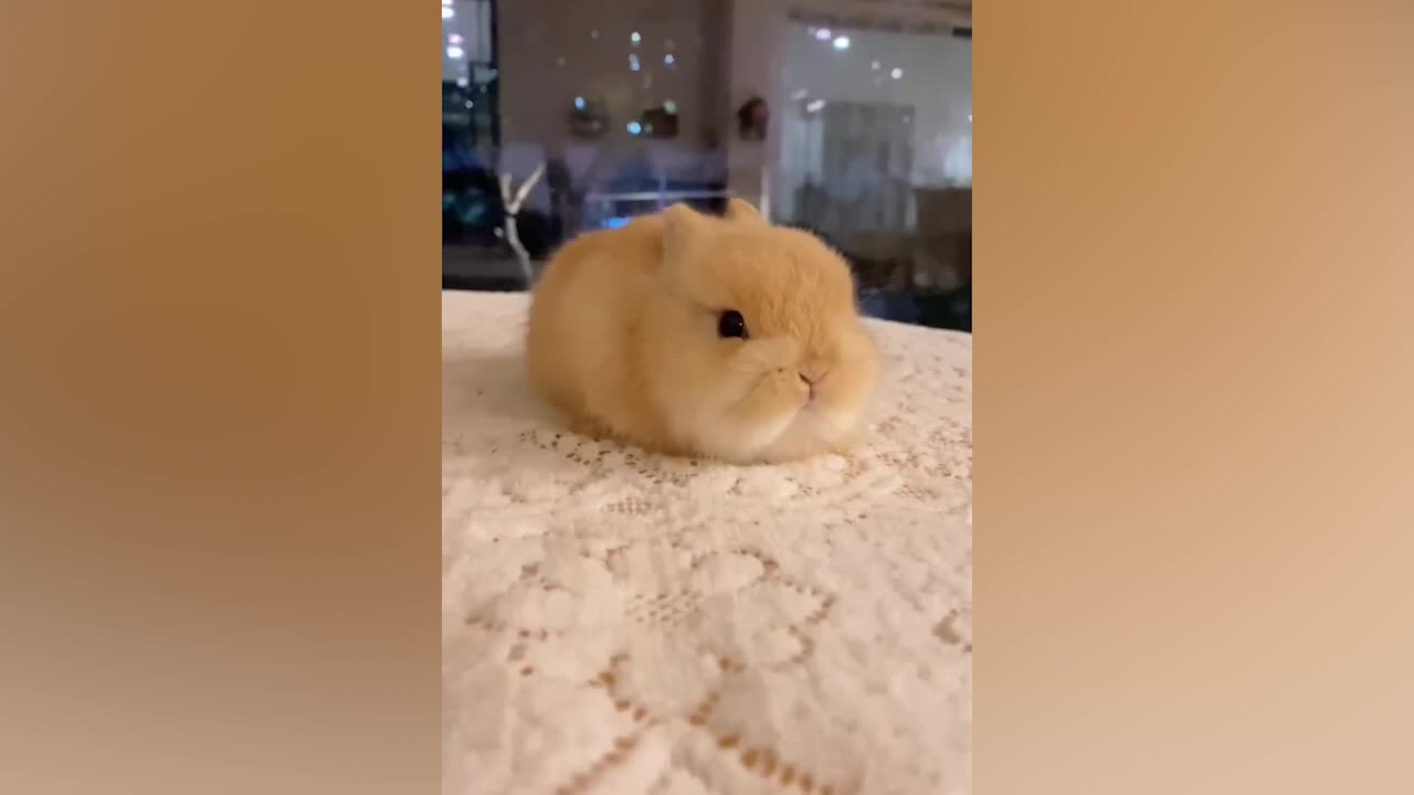 The rabbit is very cute