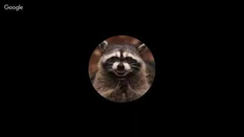 RACCOONING RACCOON - A MAIOR DEFINIÇÃO DE UM HOMEM ALFA