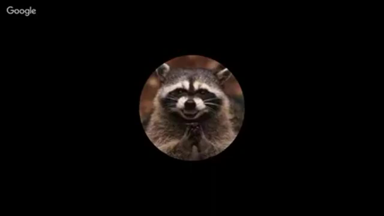 RACCOONING RACCOON - A MAIOR DEFINIÇÃO DE UM HOMEM ALFA