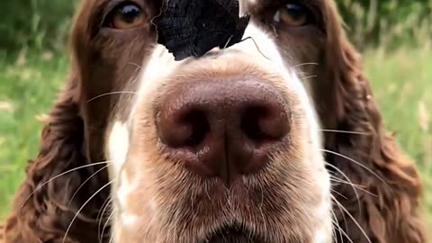 Beautiful butterfly sitting on dog nose