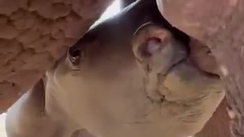 Amazing video of baby rhino drinking from mom