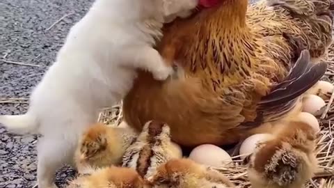May You Be With Me, My Companion #shorts #viral #shortsvideo #video