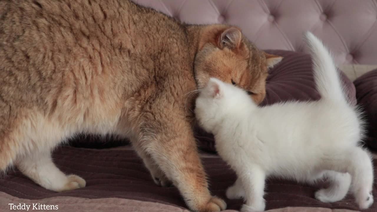 William the cat meets his son Cocos