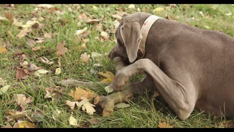 Rumble / Dogs & Puppies —Playful Dog Biting Wooden Stick