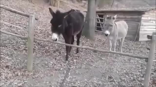 Funny donkey