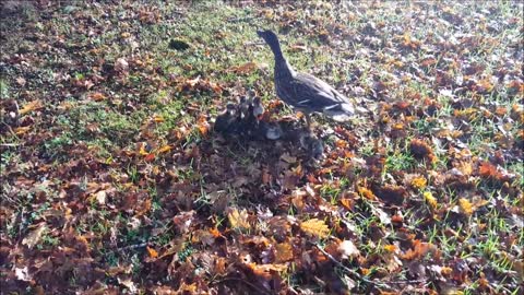 Incredible duckling rescue