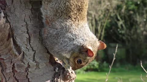 absentminded squirrel