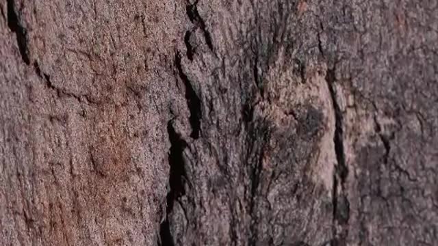 Wooden bark with cracks close up