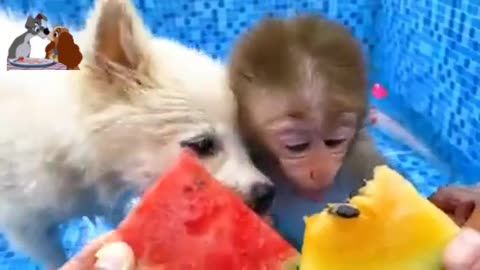 Animal monkey baby funny videos