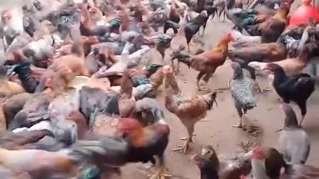 Feeding Thousands of Chickens