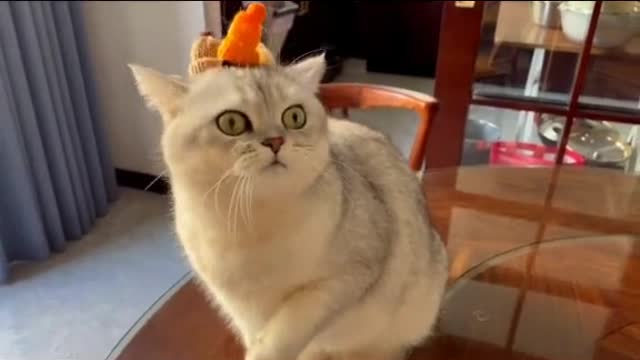 How do i look funny cat video funny animals videos