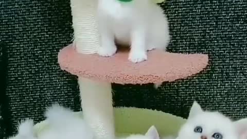 Cat video