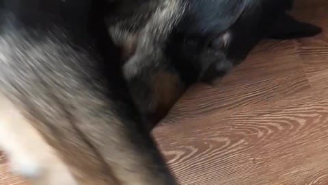 Adorable Dog Growls for Attention