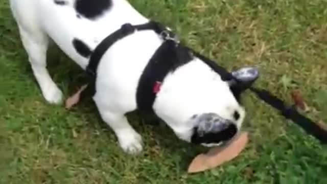 Stubborn Puppy Refuses To Walk Home