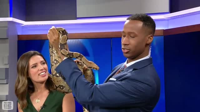 This Tv reporter joking a big snake🐉/very funny reporter